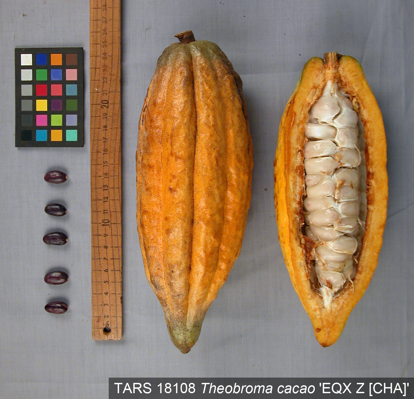 Click for 1 image(s) for this accession. POD
