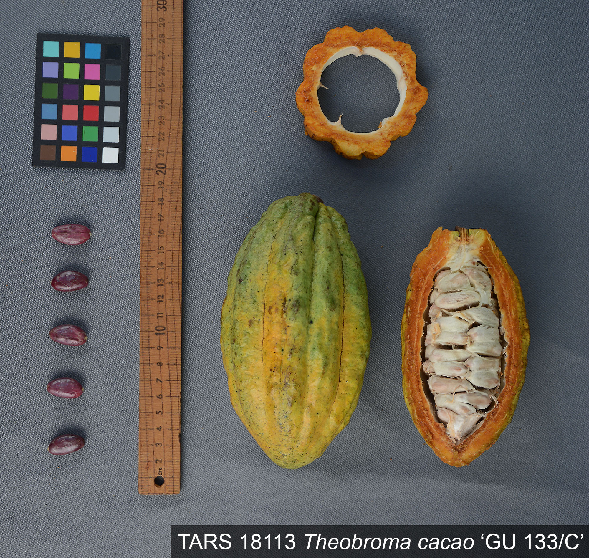 Click for 2 image(s) for this accession. POD