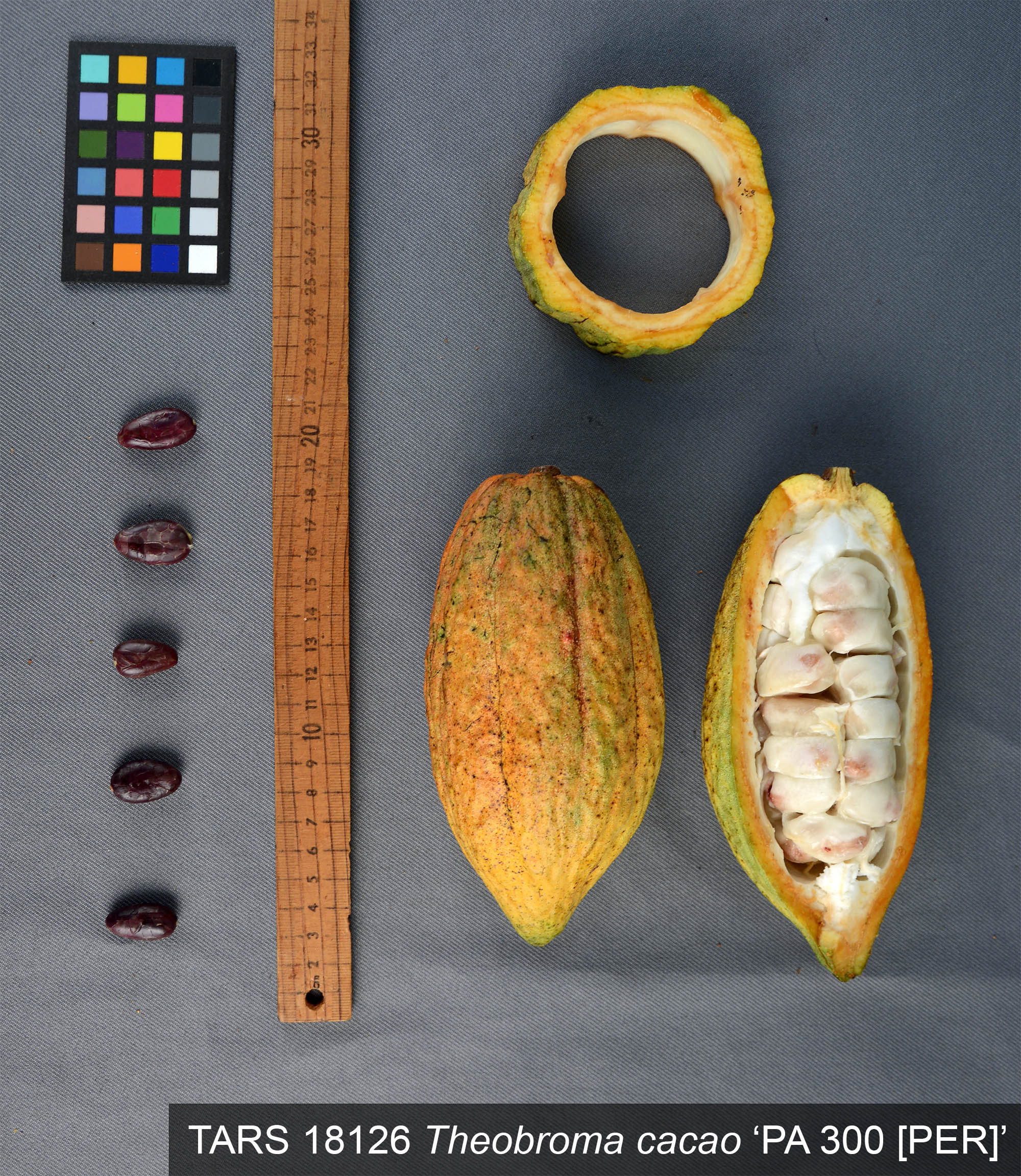 Click for 1 image(s) for this accession. POD