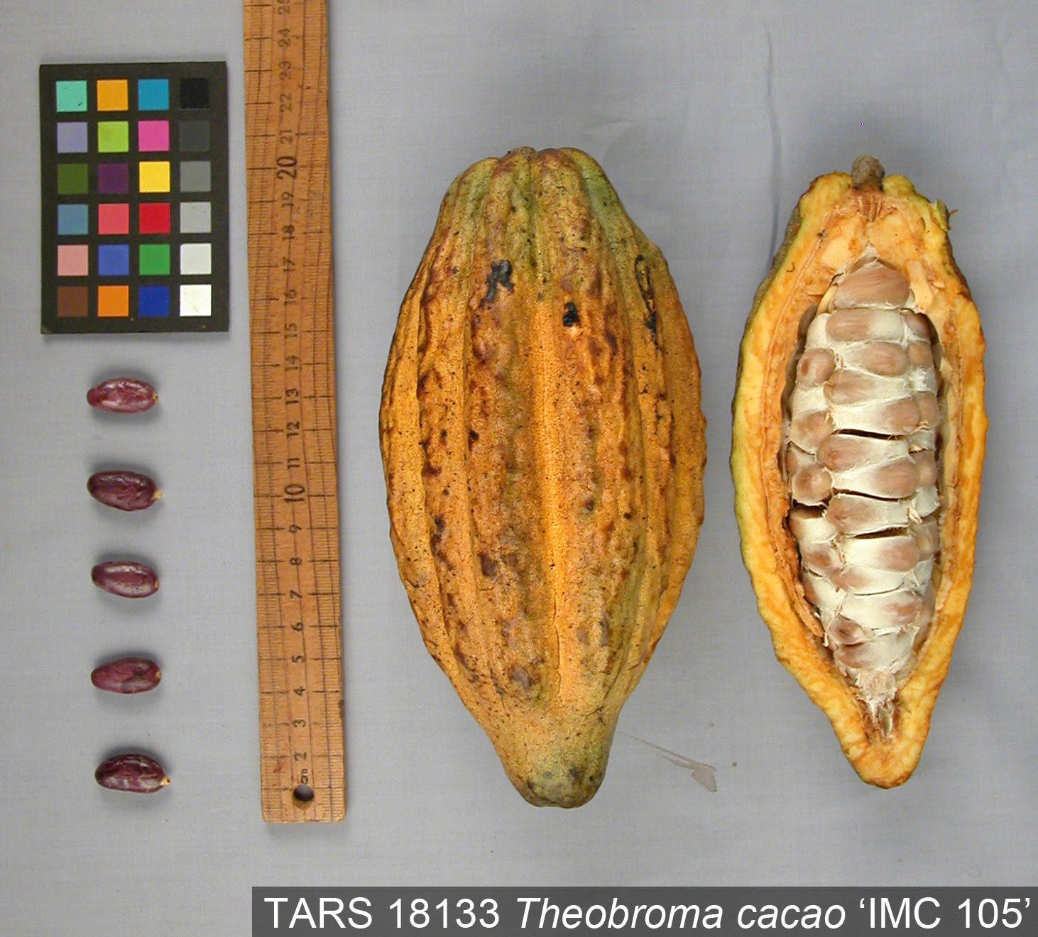 Click for 1 image(s) for this accession. POD