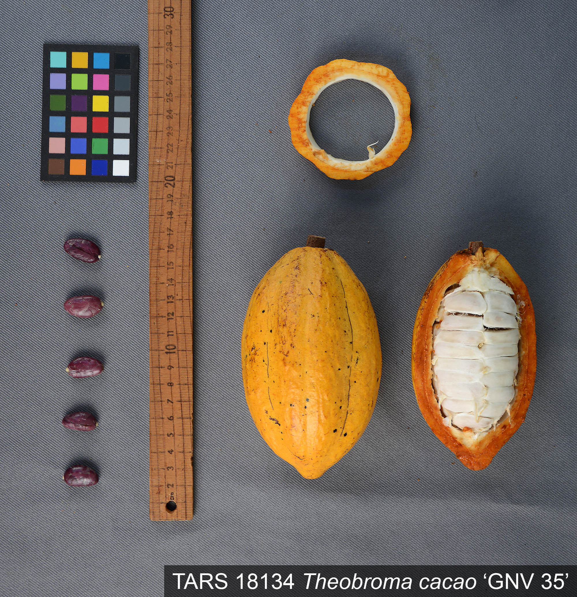 Click for 2 image(s) for this accession. POD
