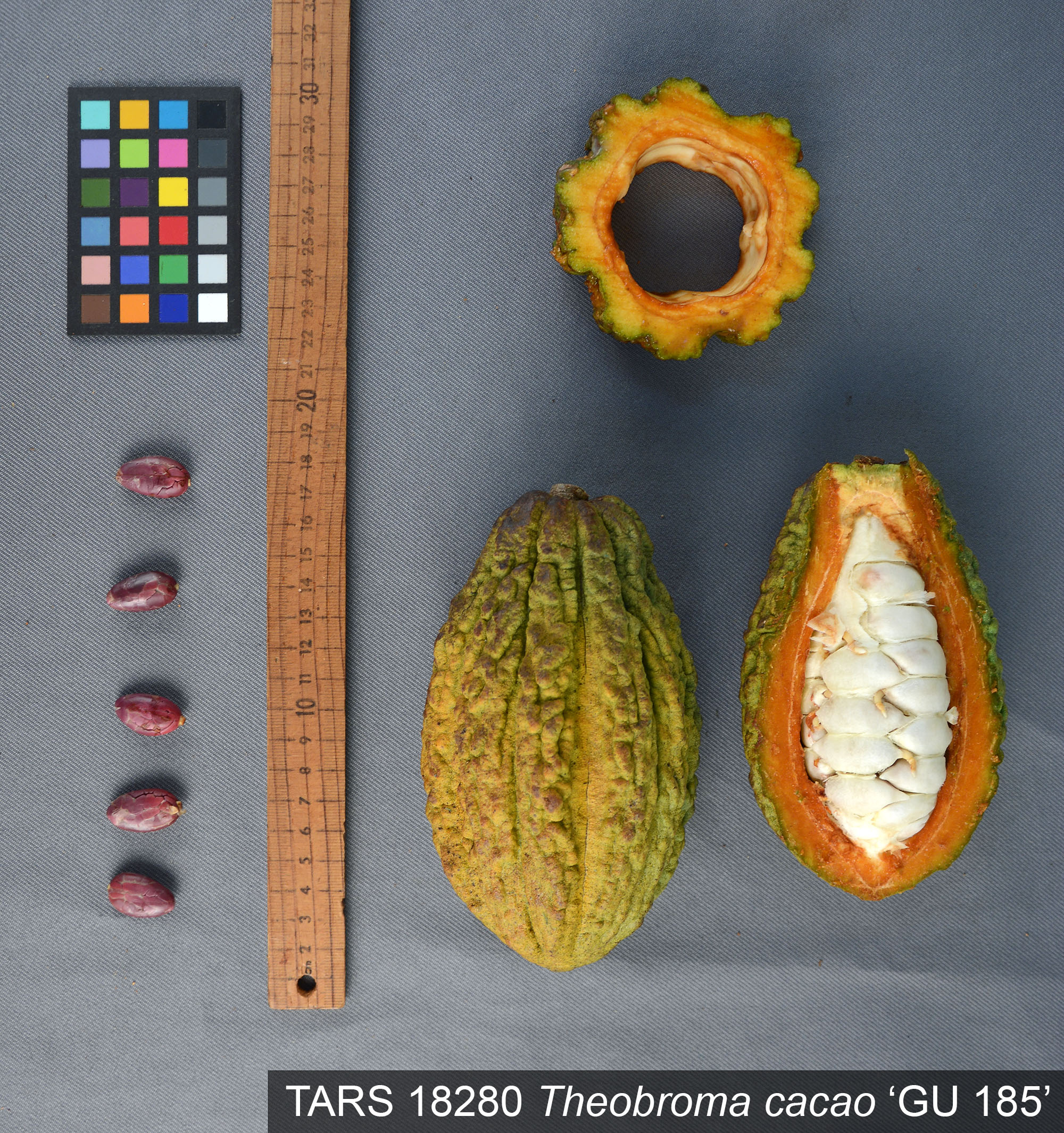 Click for 1 image(s) for this accession. POD