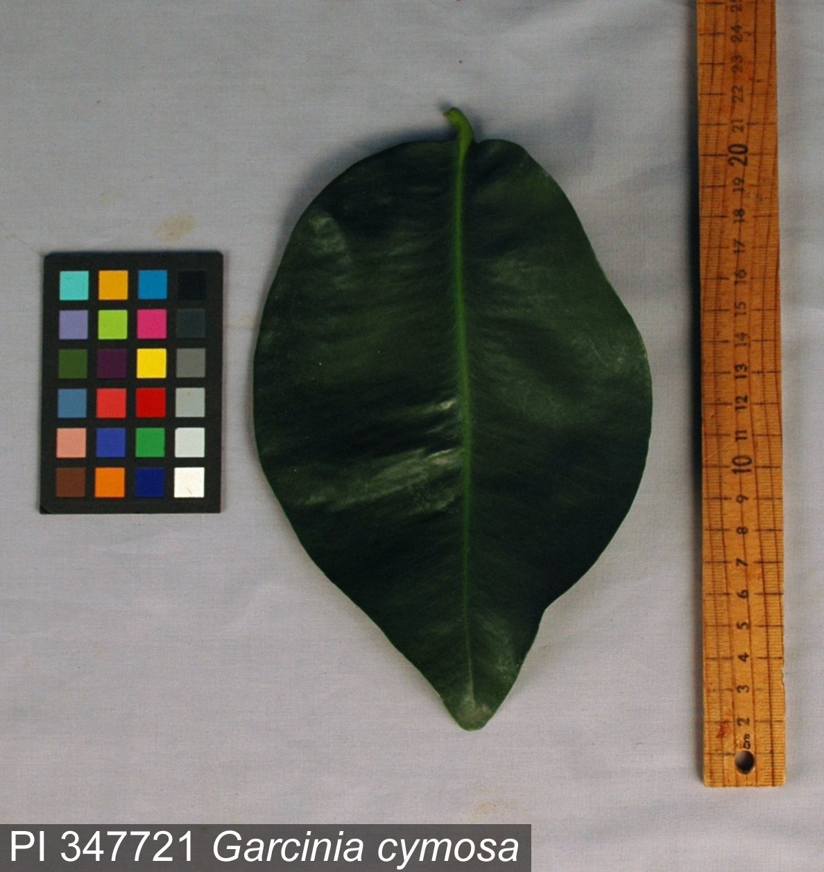 Click for 2 image(s) for this accession. Image