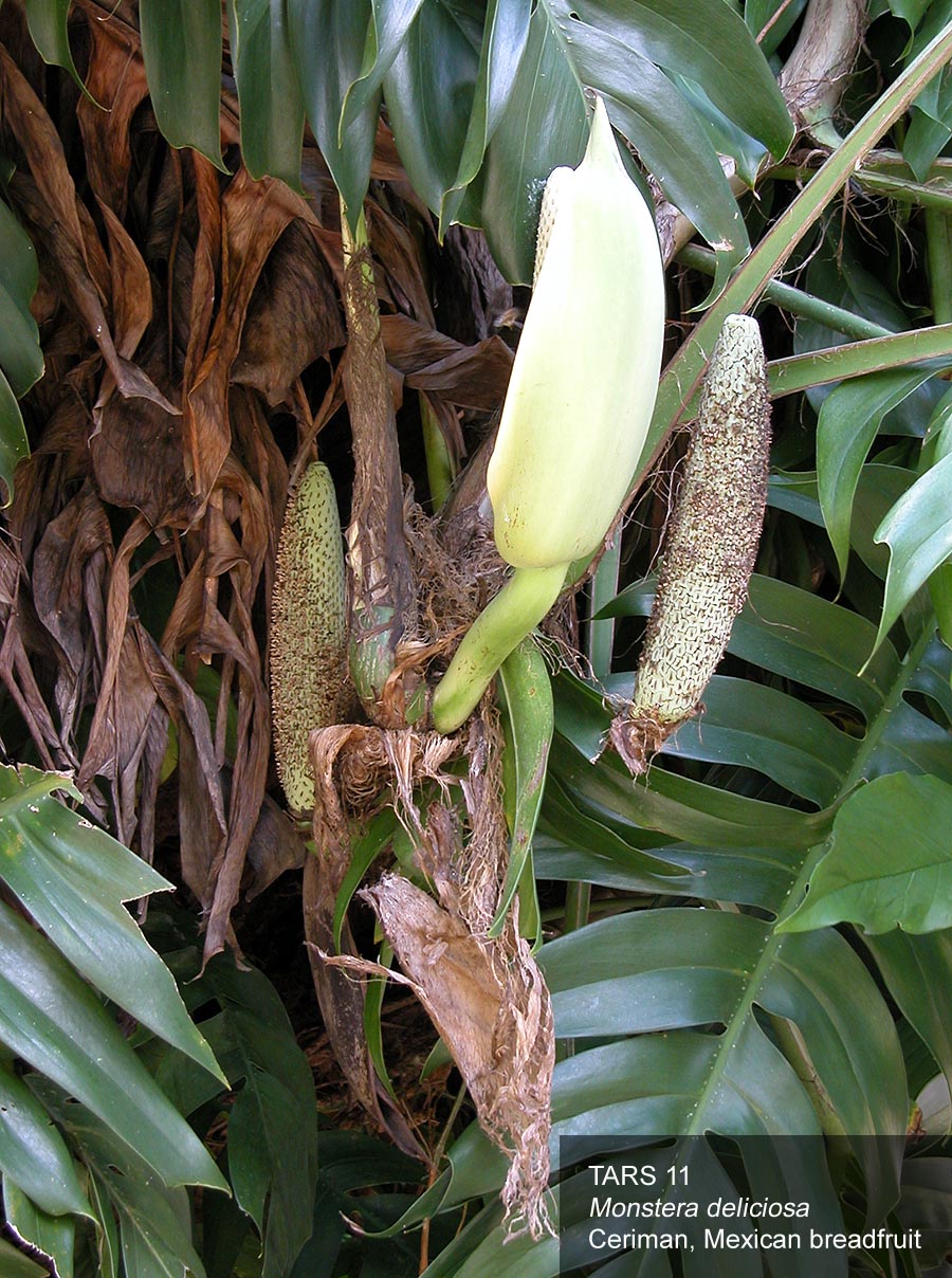 FRUIT