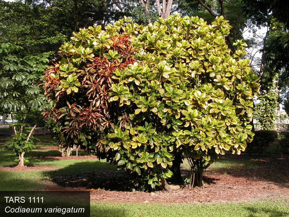 PLANT