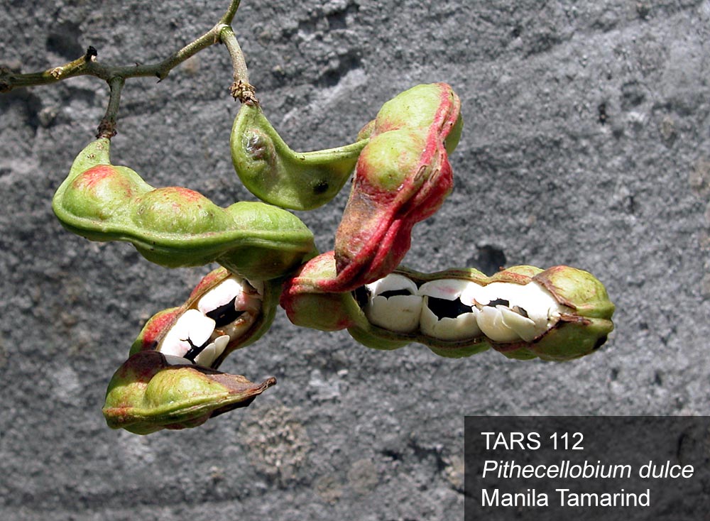 FRUIT
