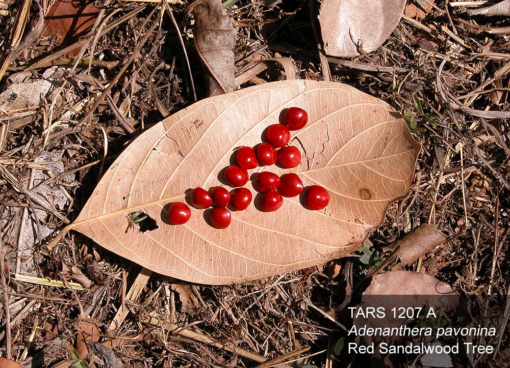 SEED