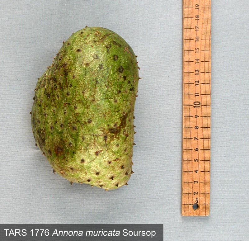 FRUIT