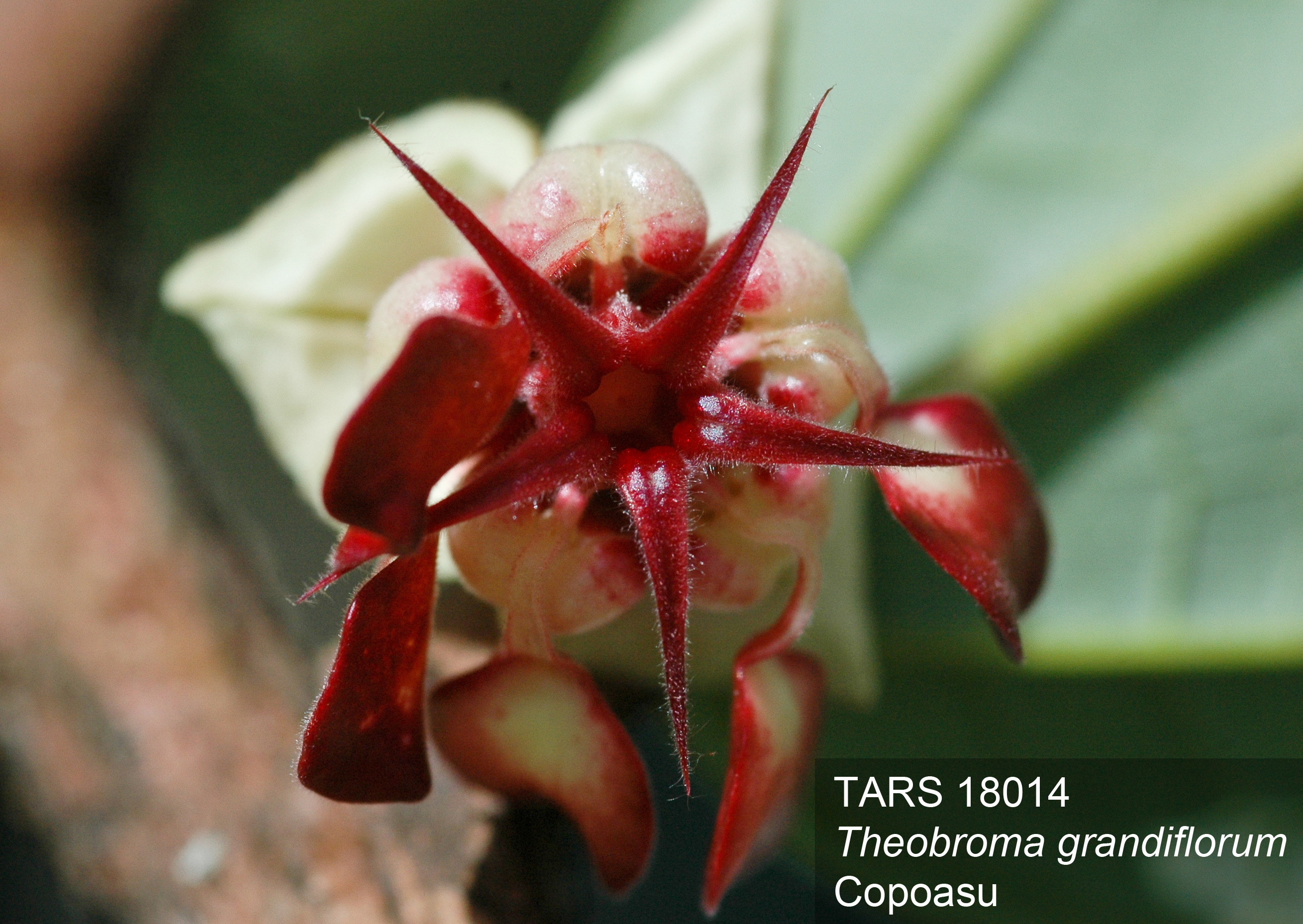 Click for 2 image(s) for this accession. FLOWER