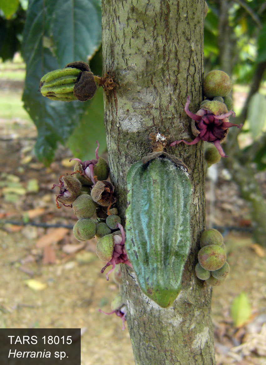 Click for 1 image(s) for this accession. FRUIT