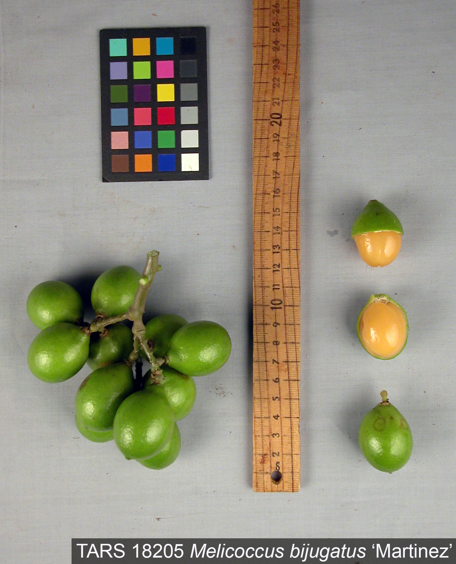 Click for 1 image(s) for this accession. FRUIT