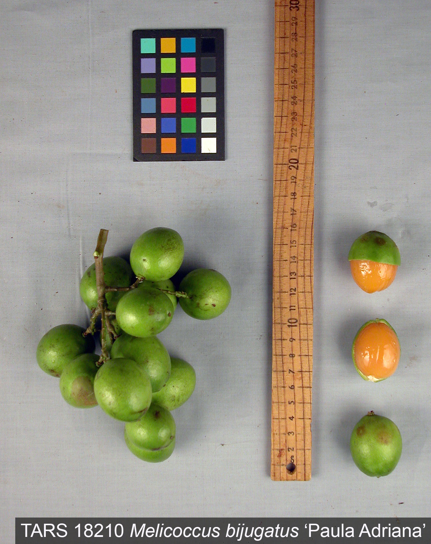 Click for 1 image(s) for this accession. FRUIT