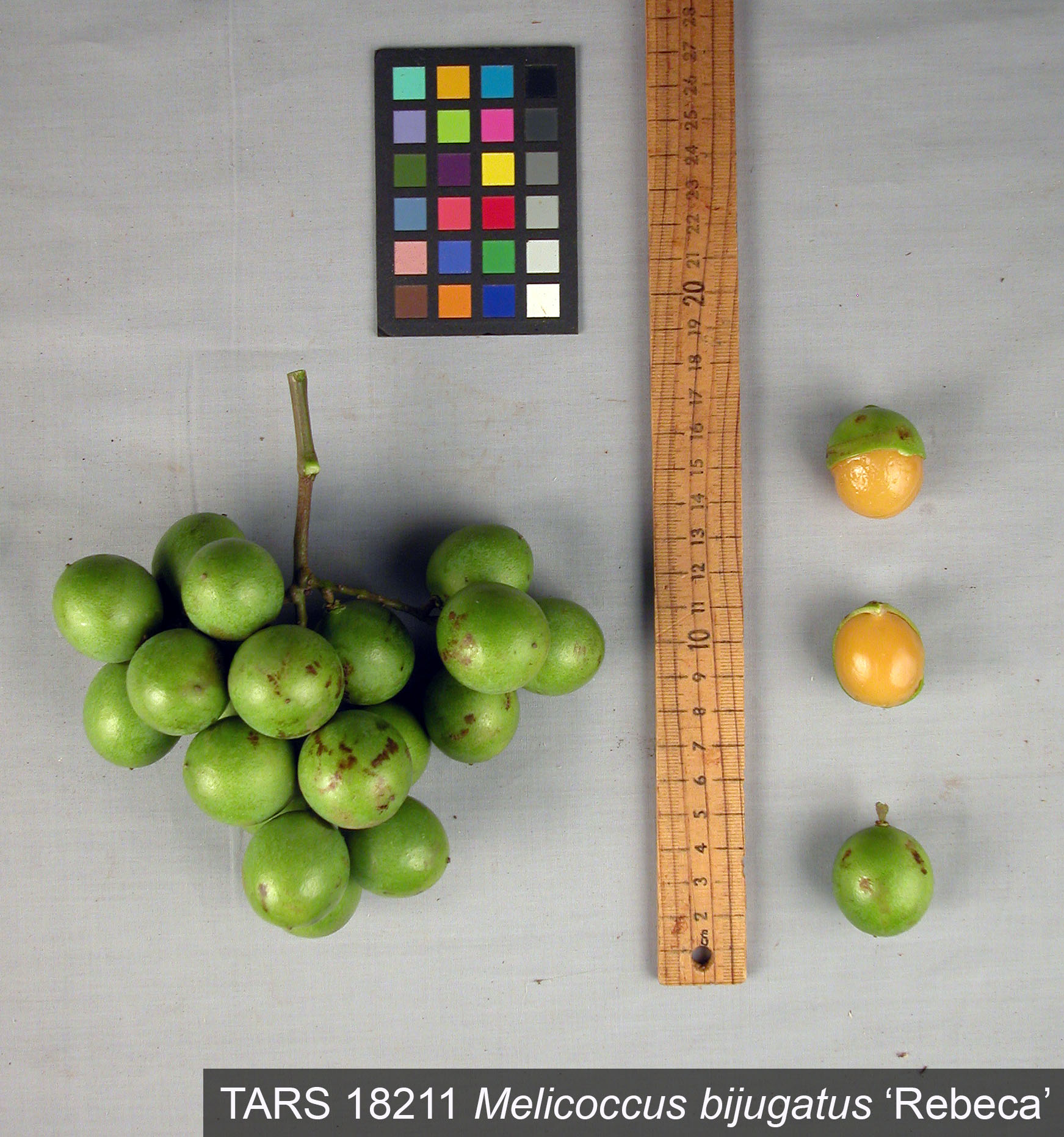 Click for 1 image(s) for this accession. FRUIT