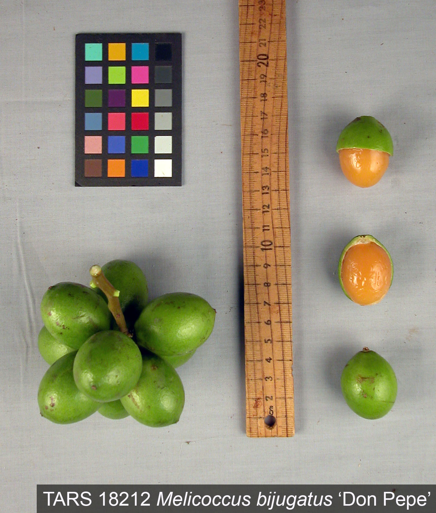 Click for 1 image(s) for this accession. FRUIT