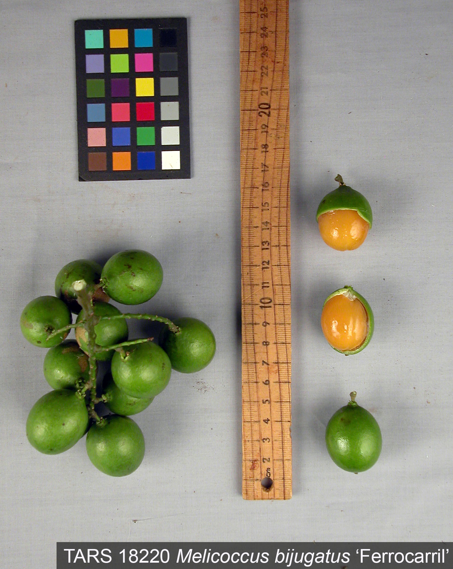 Click for 1 image(s) for this accession. FRUIT