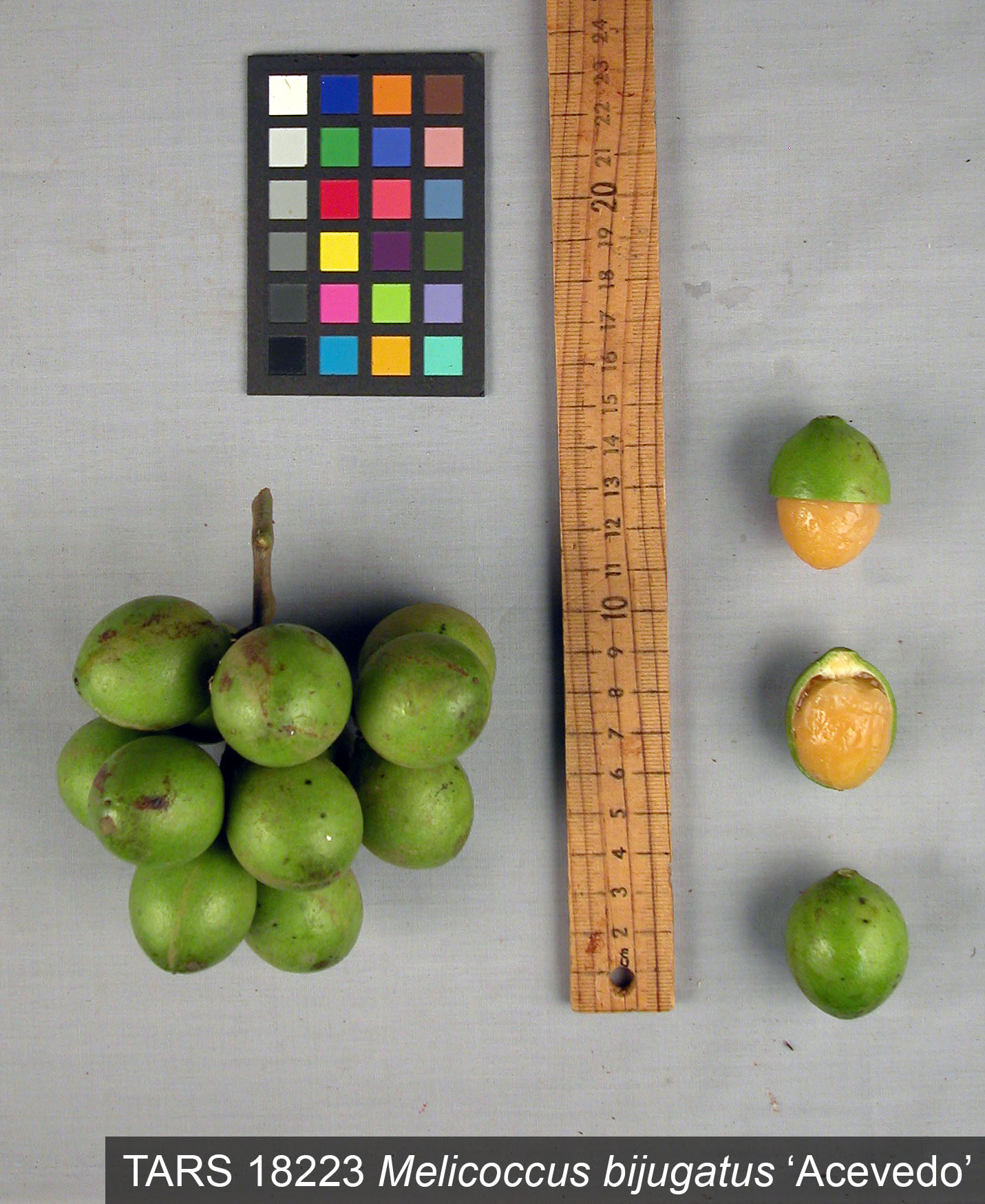 Click for 1 image(s) for this accession. FRUIT