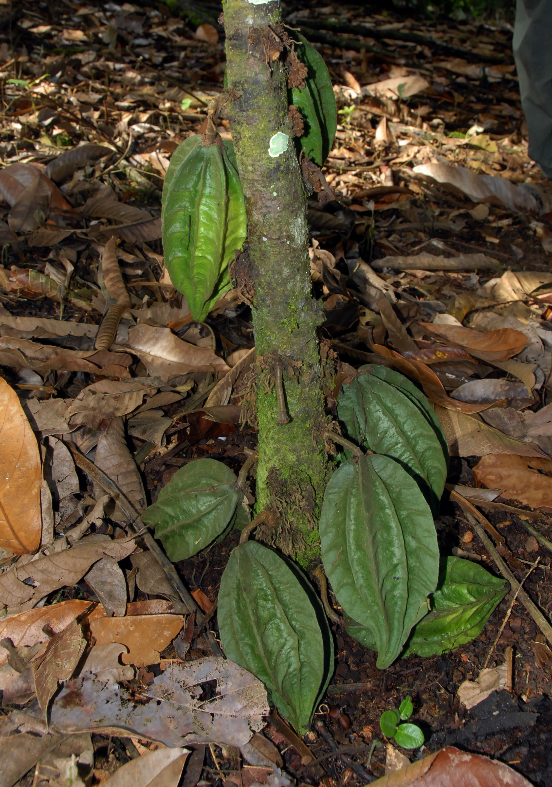 Click for 2 image(s) for this accession. FRUIT