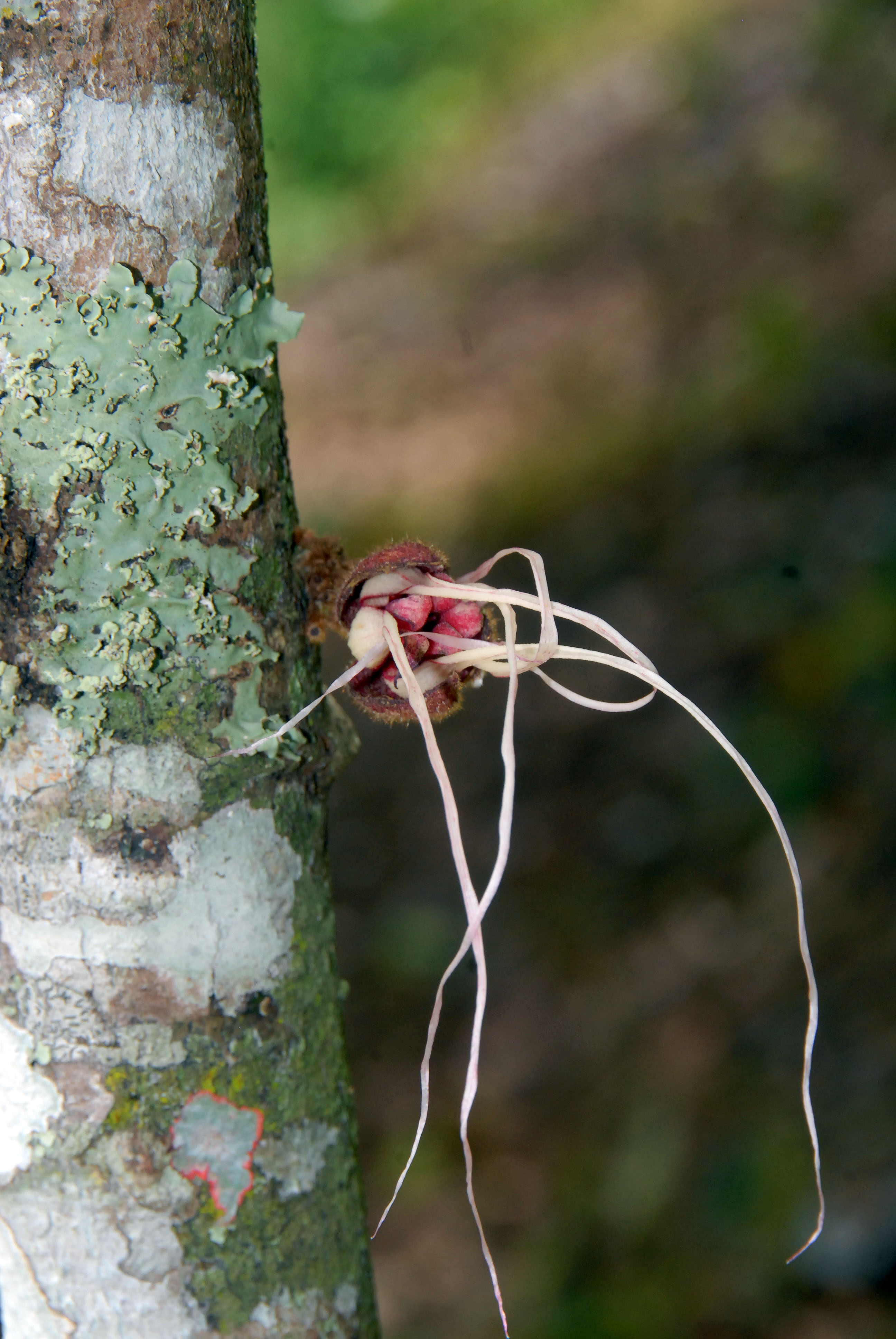 Click for 3 image(s) for this accession. FLOWER