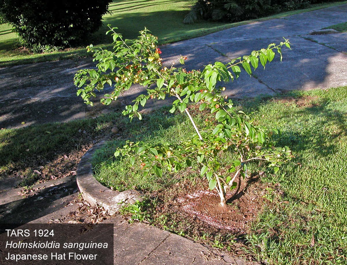 PLANT