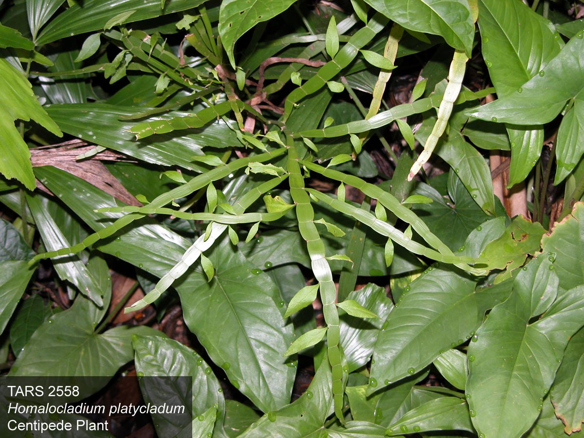 PLANT