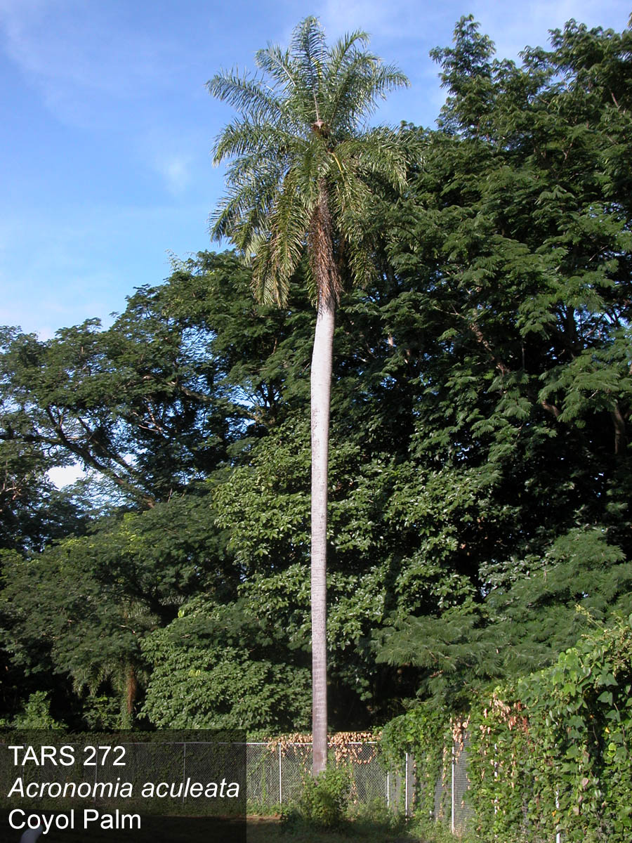 Click for 1 image(s) for this accession. PLANT