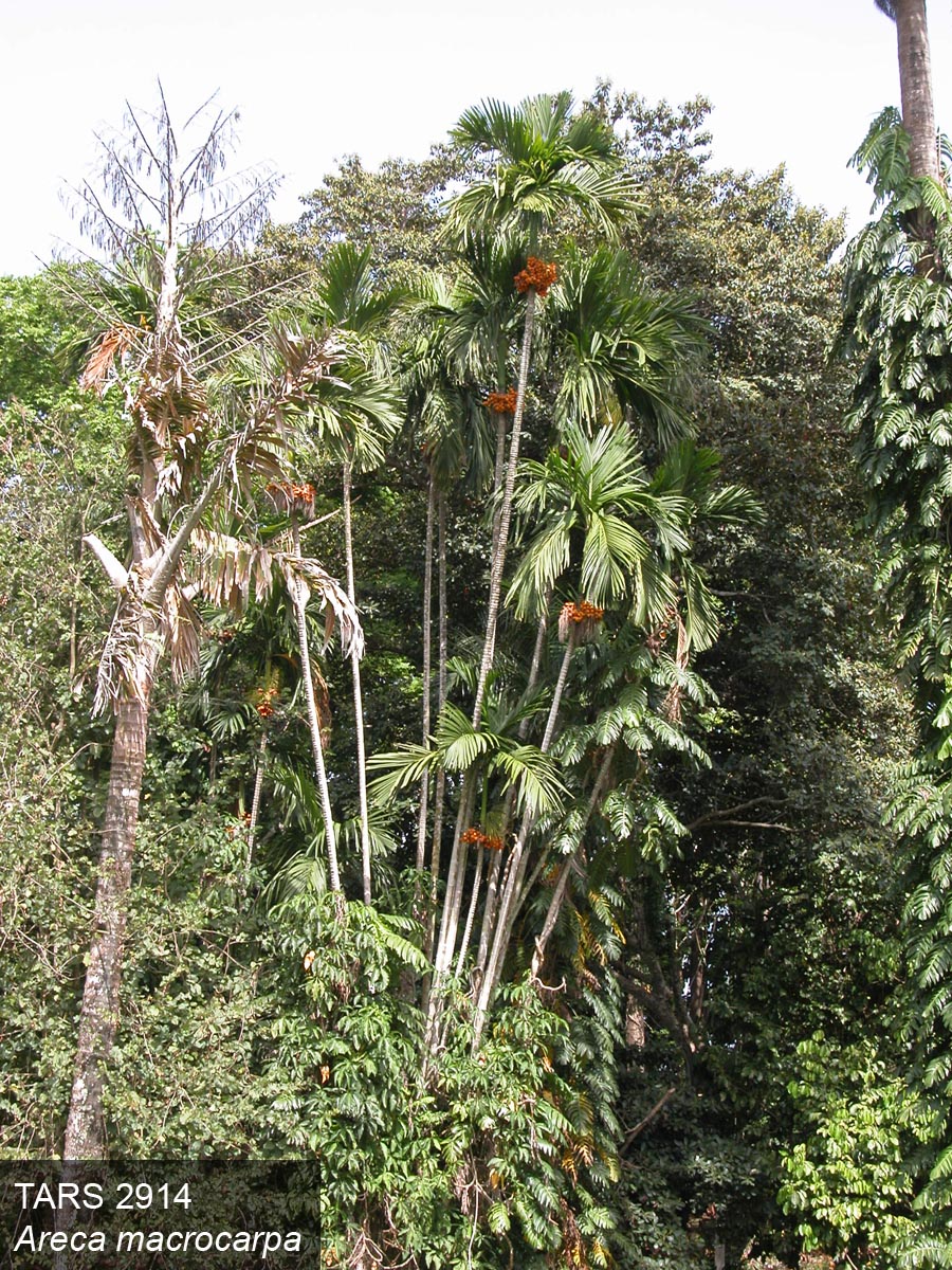 Click for 4 image(s) for this accession. PLANT