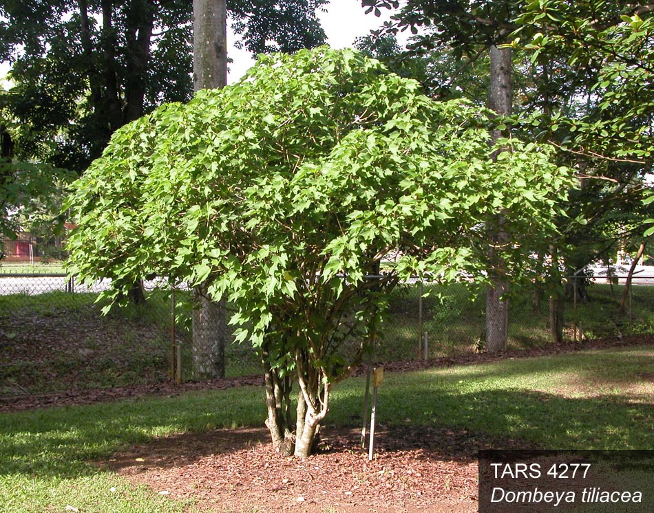 Click for 2 image(s) for this accession. PLANT