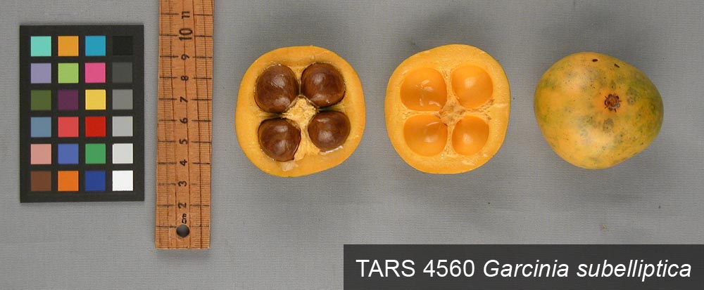 FRUIT