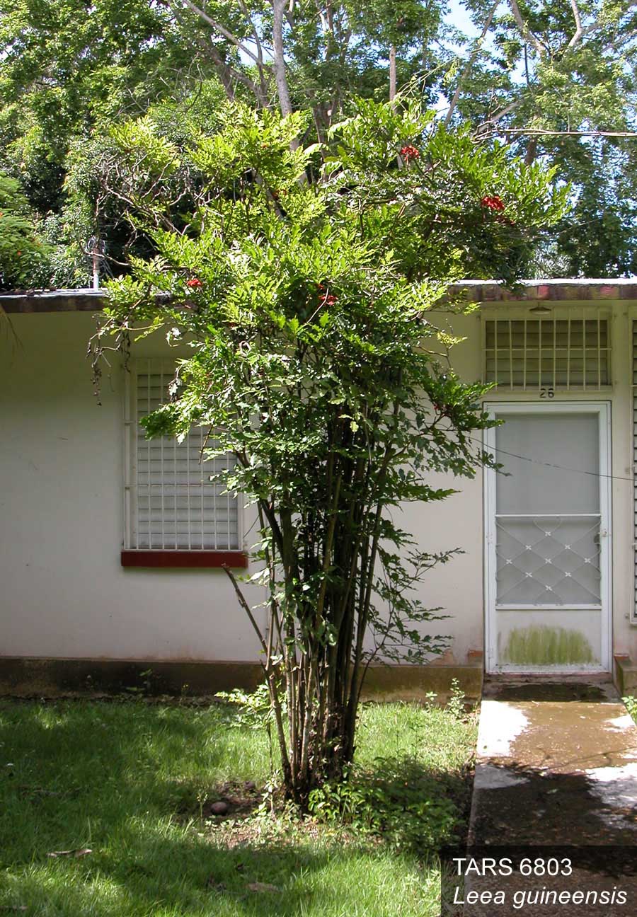 PLANT