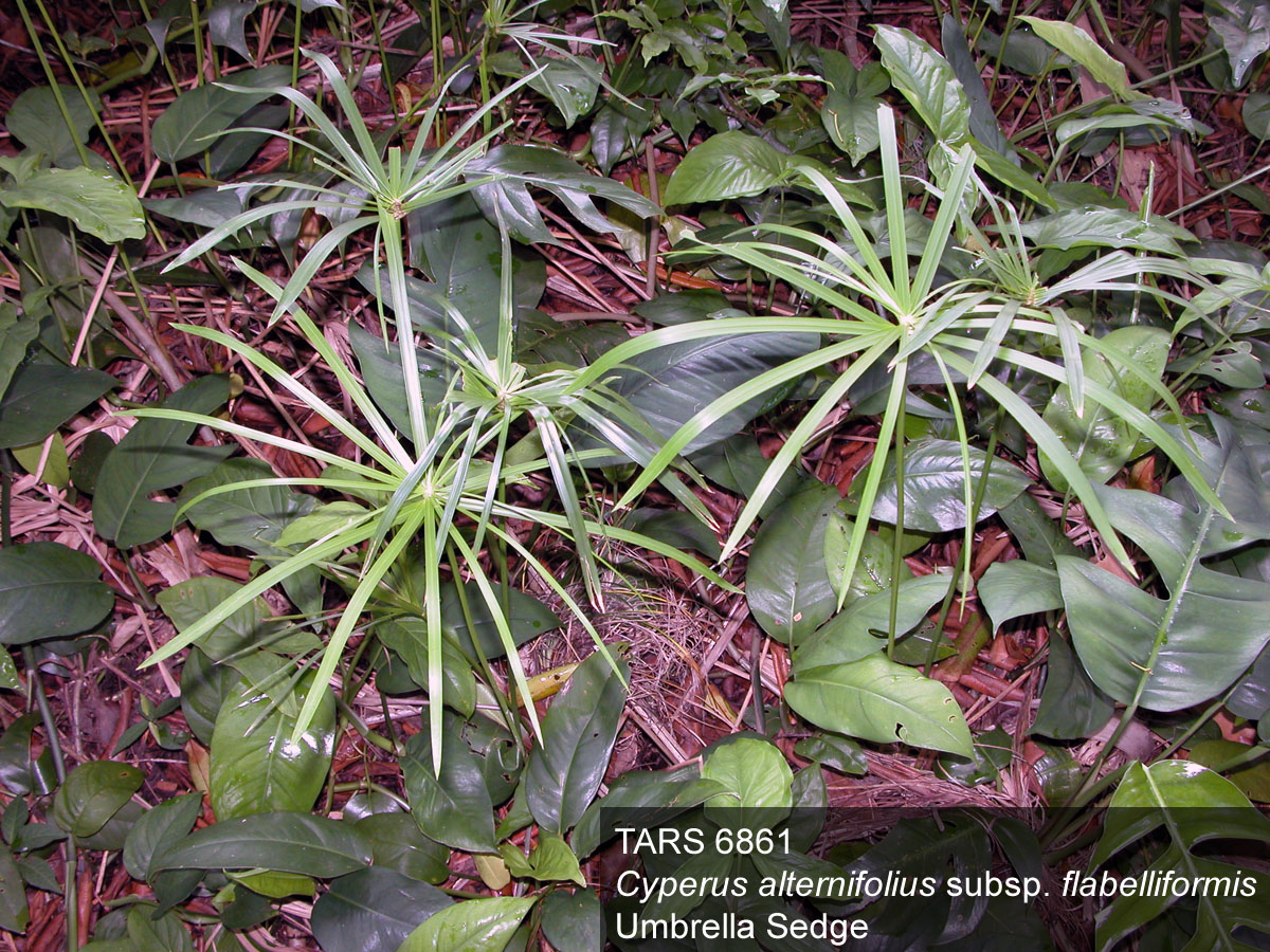 Click for 1 image(s) for this accession. PLANT