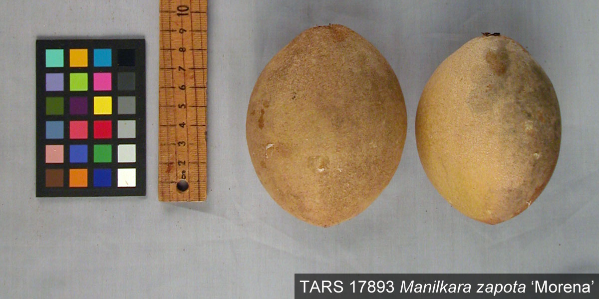 Click for 1 image(s) for this accession. FRUIT