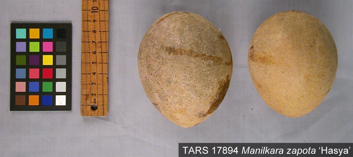 Click for 2 image(s) for this accession. FRUIT