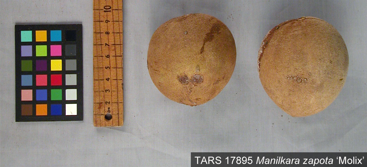 Click for 2 image(s) for this accession. FRUIT