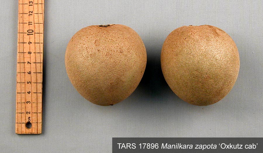 Click for 2 image(s) for this accession. FRUIT