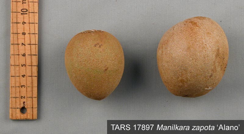 Click for 2 image(s) for this accession. FRUIT