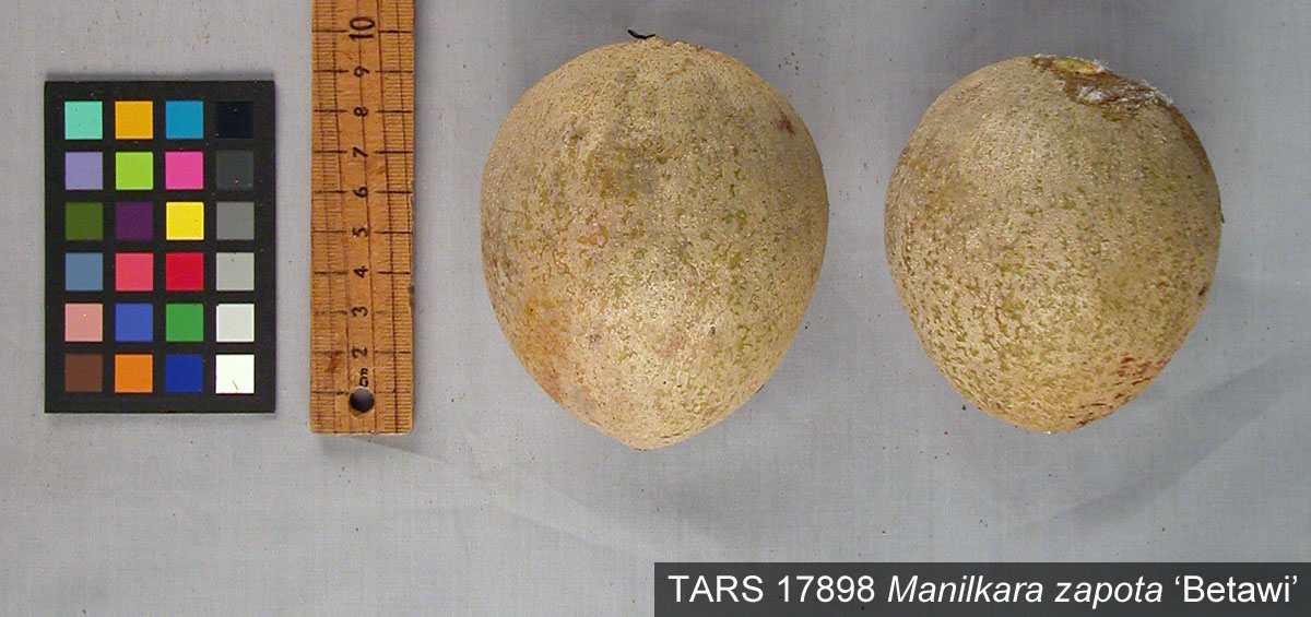 Click for 2 image(s) for this accession. FRUIT