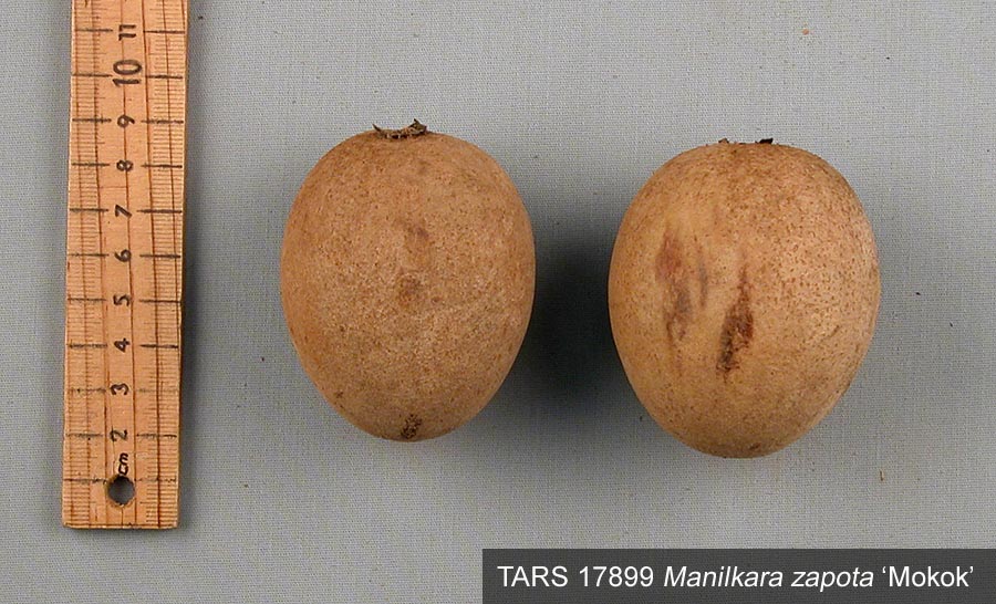 Click for 2 image(s) for this accession. FRUIT