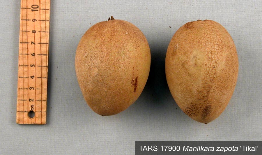 Click for 2 image(s) for this accession. FRUIT
