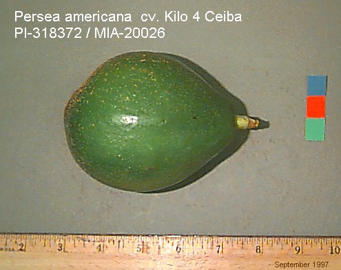 Click for 1 image(s) for this accession. FRUIT