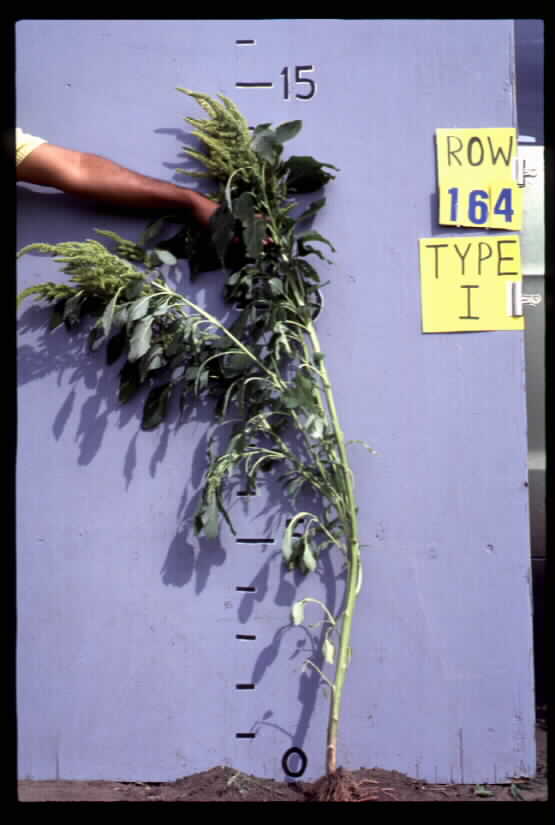 Click for 1 image(s) for this accession. FIELD