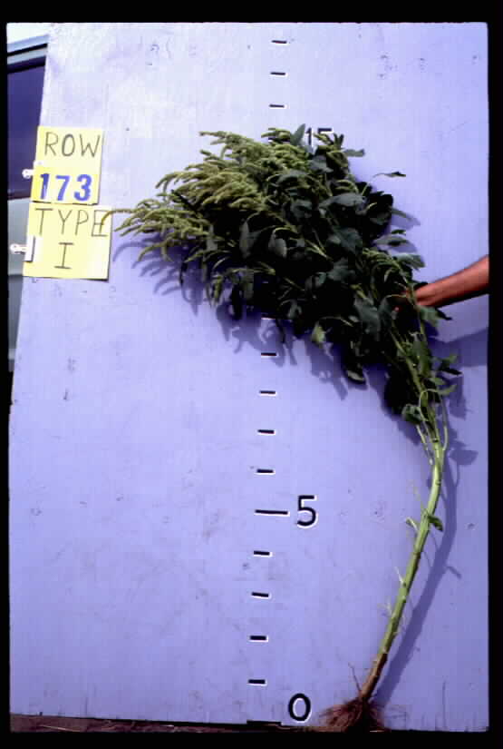 Click for 1 image(s) for this accession. FIELD