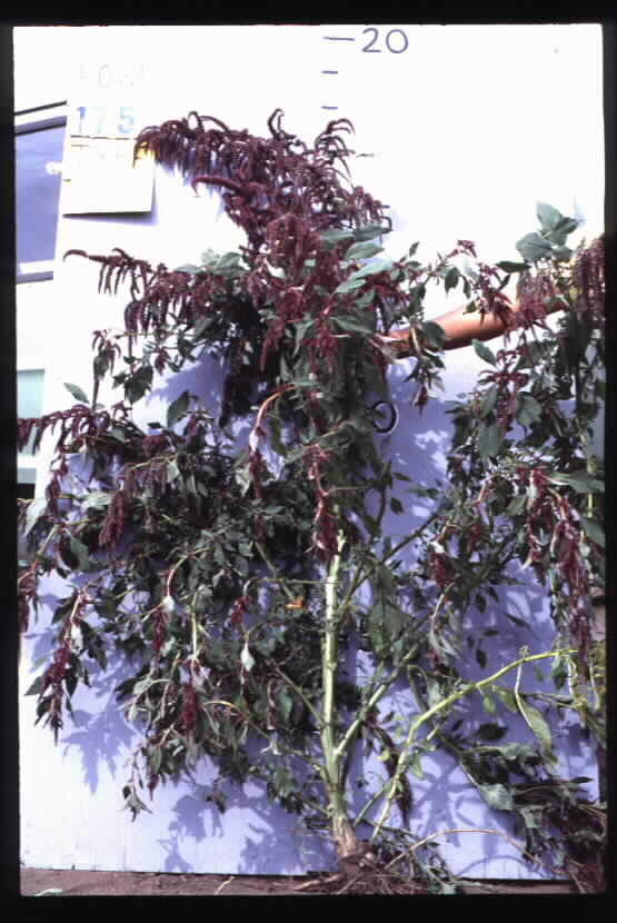 Click for 2 image(s) for this accession. FIELD