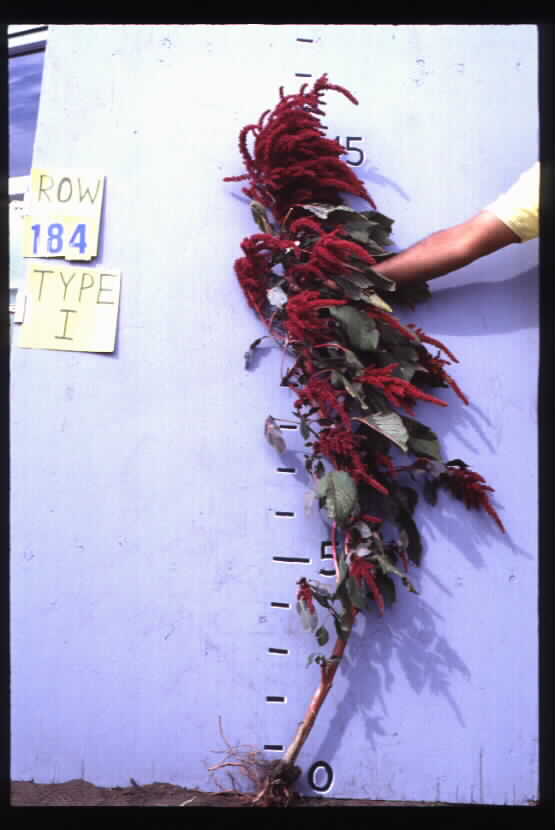 Click for 1 image(s) for this accession. FIELD