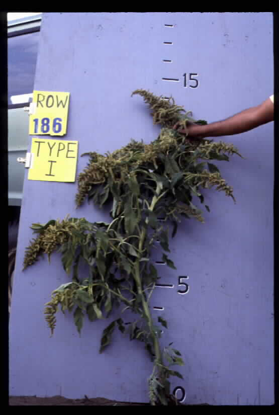 Click for 1 image(s) for this accession. FIELD