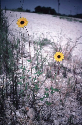 Habit in natural habitat