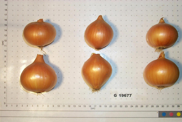 Click for 1 image(s) for this accession. BULB
