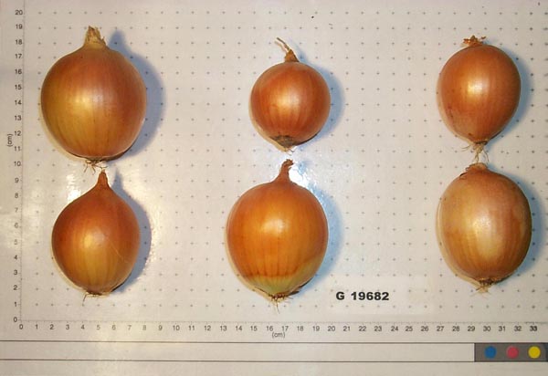 Click for 1 image(s) for this accession. BULB