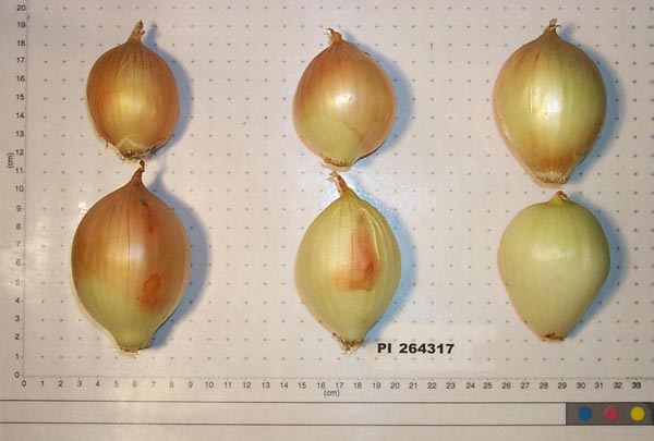 BULB