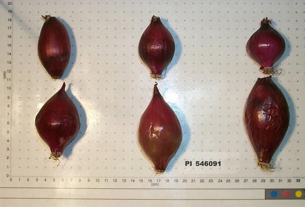 Click for 1 image(s) for this accession. BULB