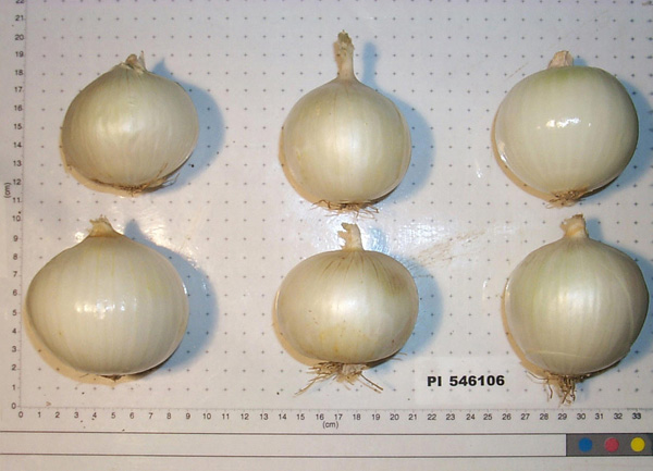 Click for 2 image(s) for this accession. BULB